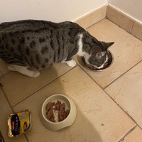 photo de livraison pour Les Chats Libres Condom 32