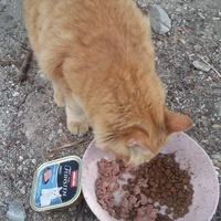 photo de livraison pour Les Chats-Pitresdelavi-Ste