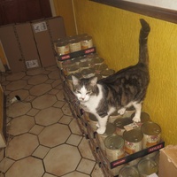 photo de livraison pour Chat Libre de l'Ile du Ramier