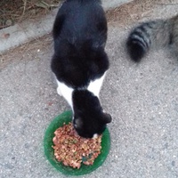 photo de livraison pour Les Chats Libres de la Canterrane