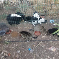 photo de livraison pour Eden Cat
