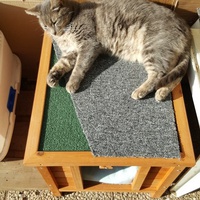 photo de livraison pour Croq'Chats