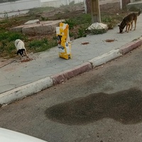 photo de livraison pour Comme Chiens et Chats Maroc