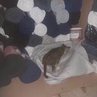 photo de livraison pour Les Chats de la Tour