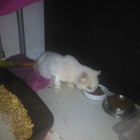 photo de livraison pour Protect Cat