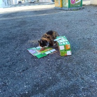 photo de livraison pour Les chats Port-Saint-Louisiens