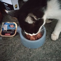 photo de livraison pour Chats Grains d'Amour