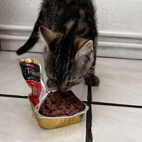 photo de livraison pour SOS Chat 93
