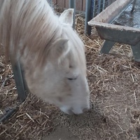 photo de livraison pour Equi-Libre : Droit à la Retraite Equine