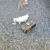 photo de livraison pour Hearthland Royal Horse