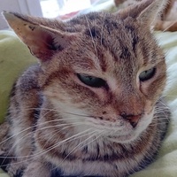 photo de livraison pour Les Félins Concitoyens de Saint Eliph