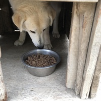 photo de livraison pour Animals voice Macedonia
