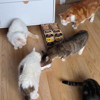 photo de livraison pour NAE-NUTTI - Les chats de la maison brûlée