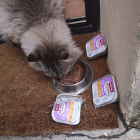 photo de livraison pour Bien vivre avec les Chats Sallélois