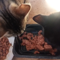 photo de livraison pour Chats Oubliés