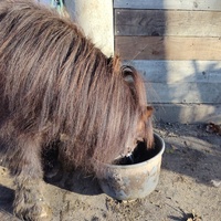 photo de livraison pour SOS Animaux, un Toit pour la Vie