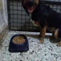 photo de livraison pour Lina's animal rescue