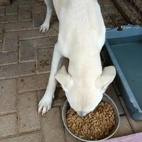 photo de livraison pour Civic Initiative Kane Korzo Skopje