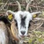 photo animal