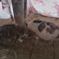photo de livraison pour Chat de Gout'hier sans Toit