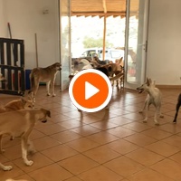 photo de livraison pour Sanctuaire de la Faune de Tanger (SFT)