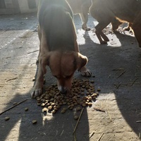photo de livraison pour Nobody's Dog France