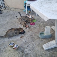 photo de livraison pour ANIMAL ATTITUDE