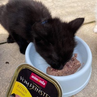 photo de livraison pour Le Chat Salonais