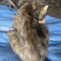 photo de livraison pour Les Chats De QUEAUX