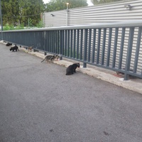 photo de livraison pour Chat Libre de l'Ile du Ramier