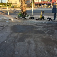 photo de livraison pour Comme Chiens et Chats Maroc