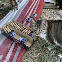 photo de livraison pour Les chats de chez nous