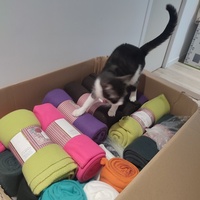 photo de livraison pour Chiens, Chats et Cie