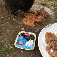 photo de livraison pour L'Ecole du Chat Istreen