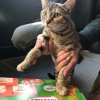 photo de livraison pour Les Chats Libres Condom 32