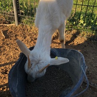photo de livraison pour La Ferme des Zanimobiles