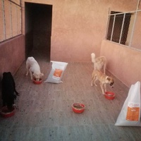 photo de livraison pour L'Arche de Noé
