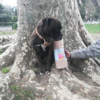 photo de livraison pour Help Doggy