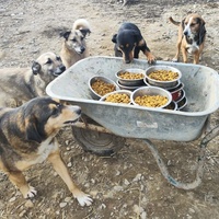 photo de livraison pour Svetlana Bjelogrlic