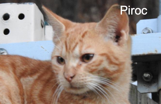 Piroc Lezard Animal Webaction Piroc Lezard Animal Webaction