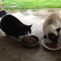 photo de livraison pour Association Des  Chats  De Hyeres