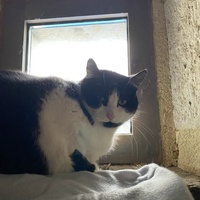 photo de livraison pour Les Chats de Condom 32