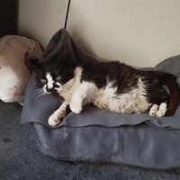 photo de livraison pour Les chats Port-Saint-Louisiens