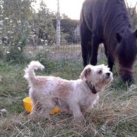 photo de livraison pour SOS Animal Tendresse