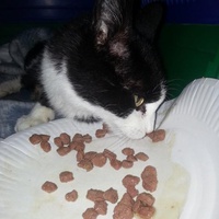 photo de livraison pour Amicale Chats