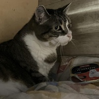 photo de livraison pour Ecole du Chat de Poitiers