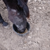 photo de livraison pour Chevaux Murmurent