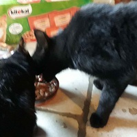 photo de livraison pour Les Chats de la Tour