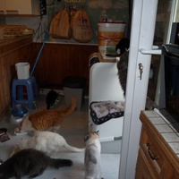 photo de livraison pour Chats Heureux