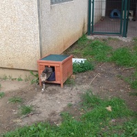 photo de livraison pour Les Chats Libres de la Canterrane
